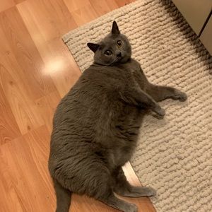 Meet your Posher, Diana